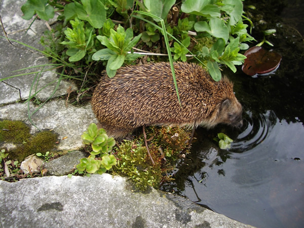 Igel